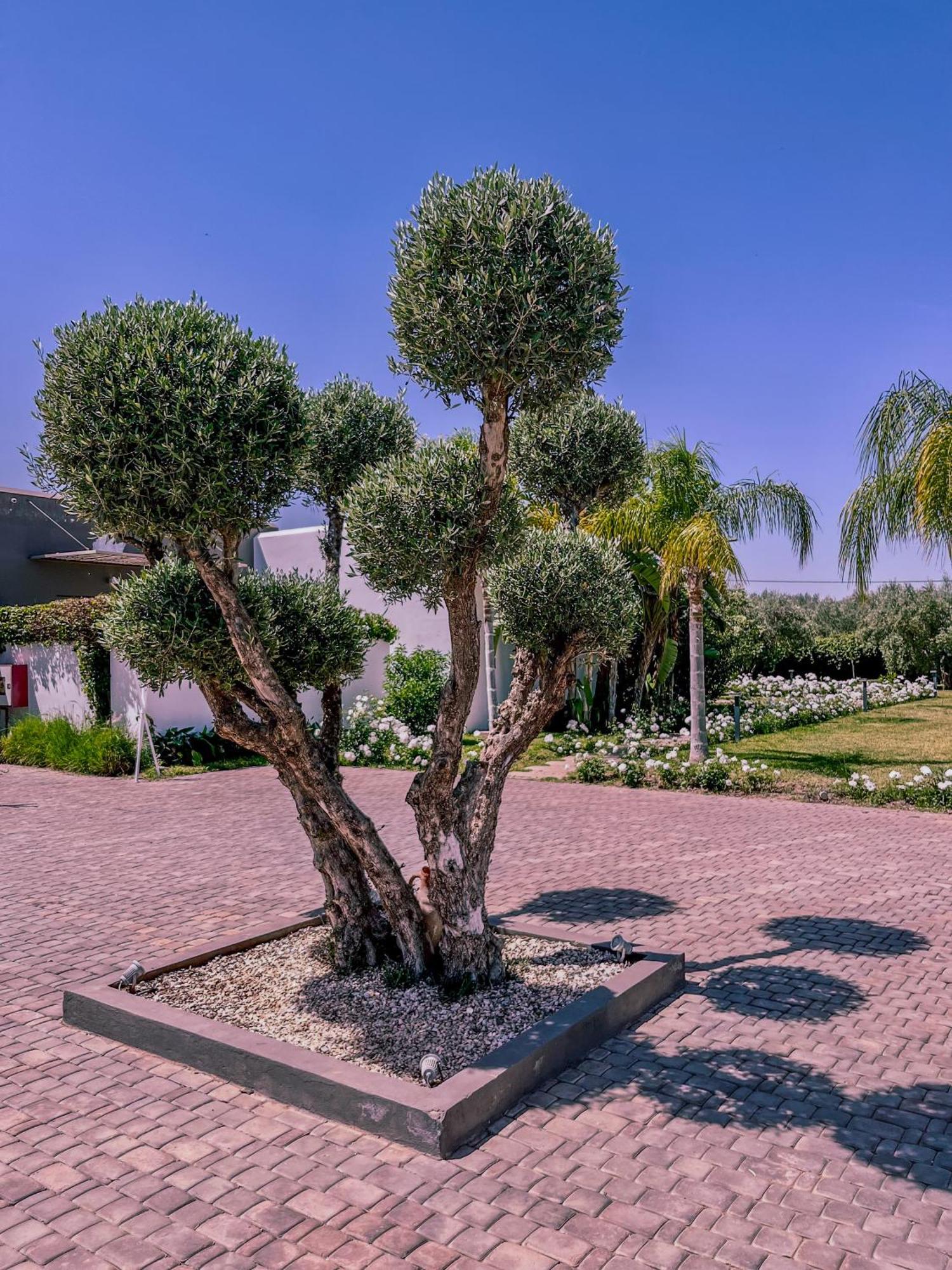 Villa Jardins D'Isa Lagouassem Екстериор снимка